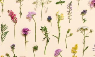 Illustrations of different coloured flowers with tall stems with a beige background.