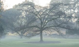 A bare tree in the middle of a lawn on a misty day.
