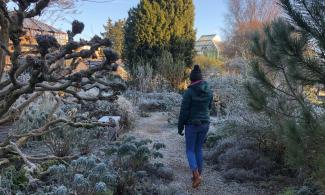 Person in a winter jacket walking along a gravel path through a frost-covered botanical garden, with shrubs, trees, and glasshouses visible in the morning light.