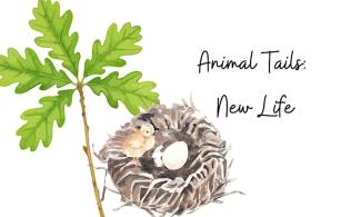 Illustration of a nest with the words Animal Tails, New Life