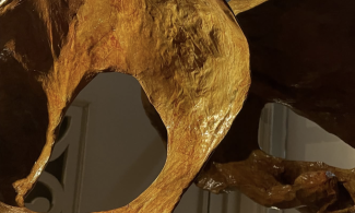 Draped forms, anatomical shapes, and clusters of fungi by artist Anna Brownsted.