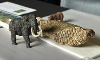 A plastic woolly mammoth model next to a real, fossilised woolly mammoth tooth. The tooth is around the length of a rugby ball and has a grooved surface for grinding plant material.