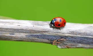 Photo of a ladybird sitting on a twig, with a green background