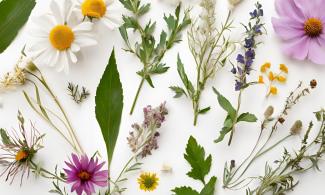 A variety of wildflowers and leaves are arranged on a white background. Various green leaves and sprigs add contrast.