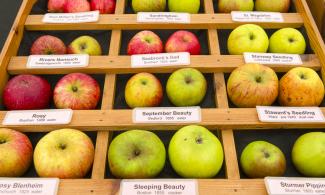 Pairs of different varieties of apples in a wooden structure, with name labels.