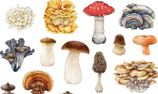 Colourful illustrations of different fungi on a white background.