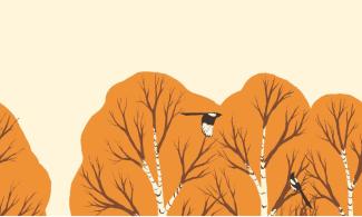 An illustration of treetops with orange leaves, brown branches and white tree trunks, against a pale yellow background, with a magpie flying through.