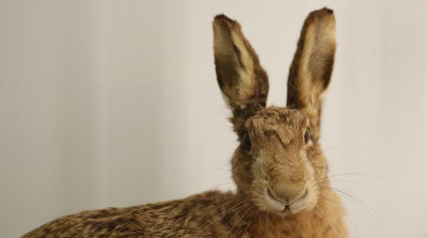 Homepage | University of Cambridge Museums