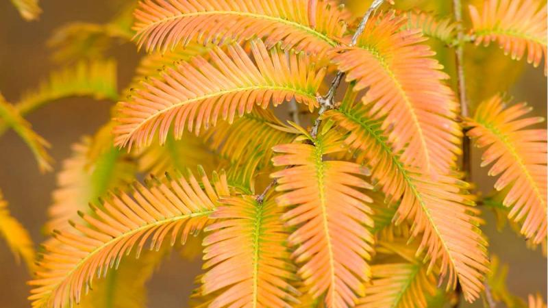 Autumn foliage on the dawn redwood