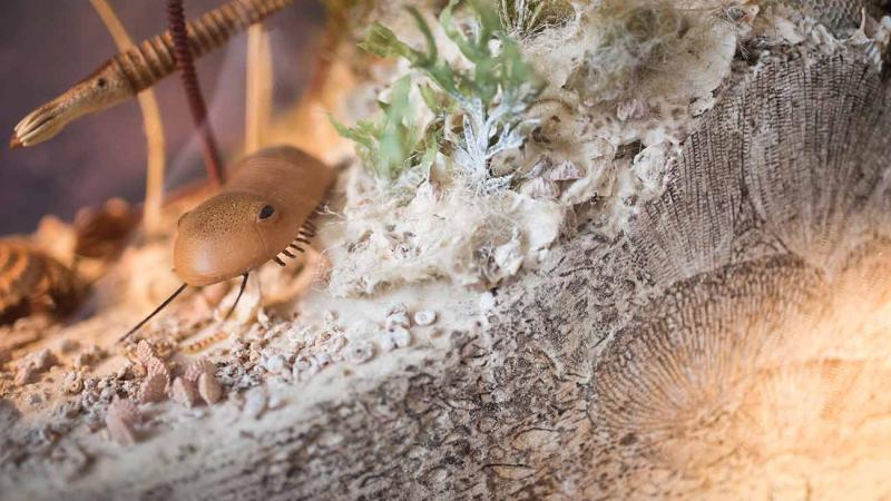 Bugs on display at the museum