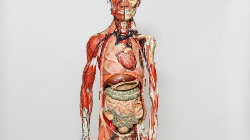 Papier-mâché anatomical model of a human, c. 1890