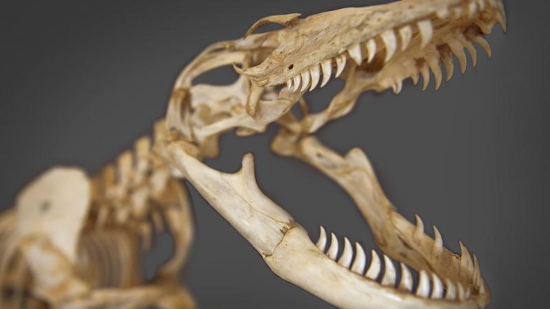 Museum of Zoology | University of Cambridge Museums Museum of Zoology | University of Cambridge Museums