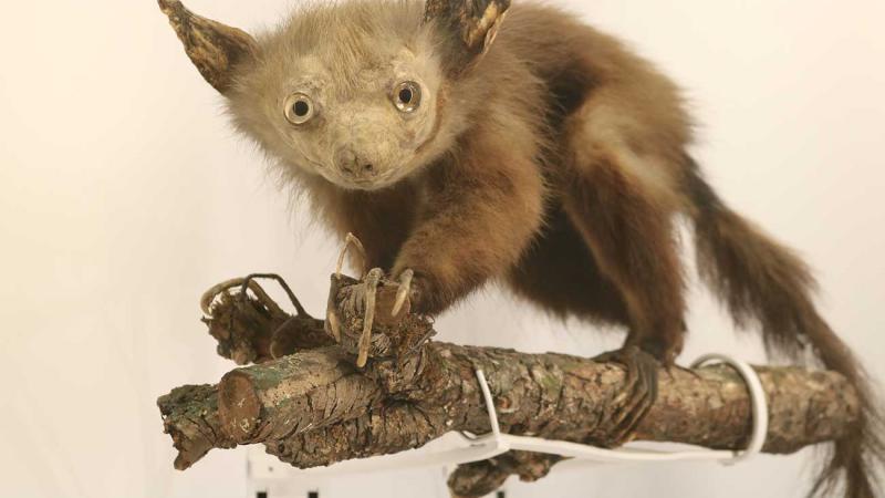 Museum of Zoology | University of Cambridge Museums Museum of Zoology | University of Cambridge Museums