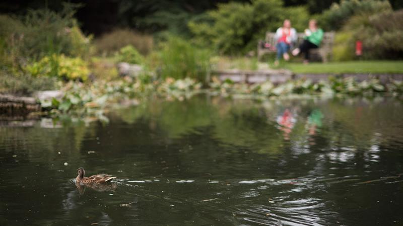 Duck in pond