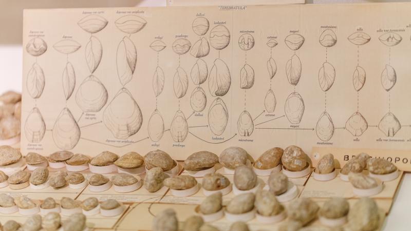 Collections from the Sedgwick Museum