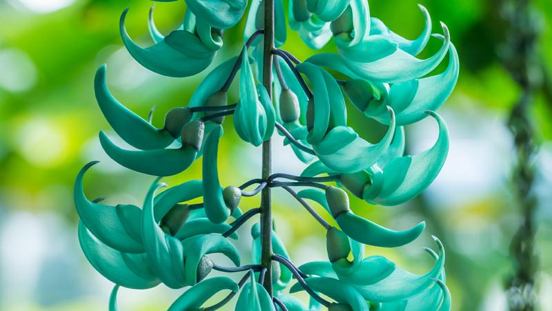 Detail of the Jade Vine at the Botanic Garden
