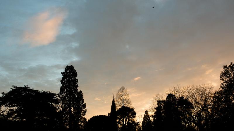 Dusk at the Botanic Garden