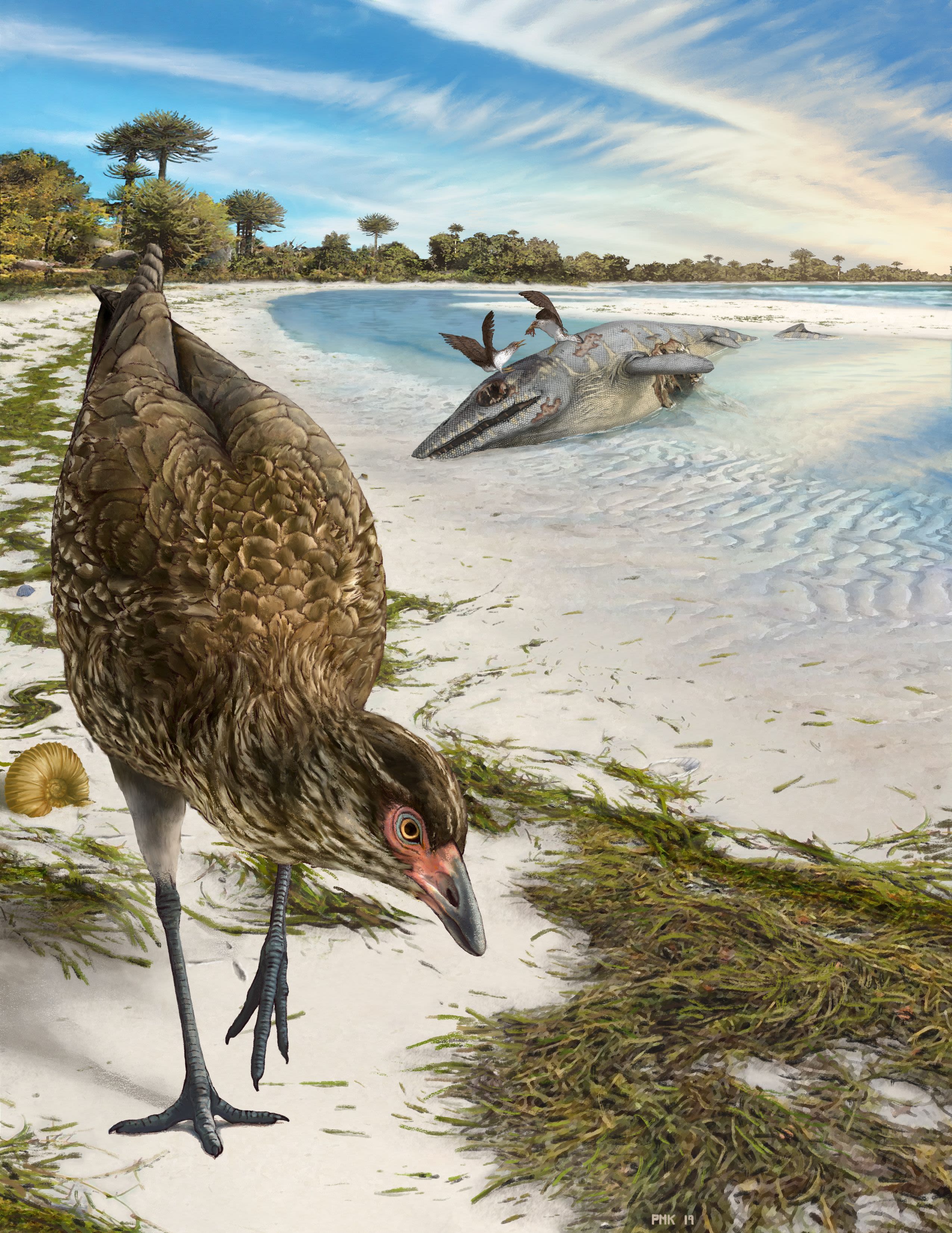 A colourful reconstruction of the "Wonderchicken" walking across a beach. It's a bird with brown feathers and a light red face, with a black bill