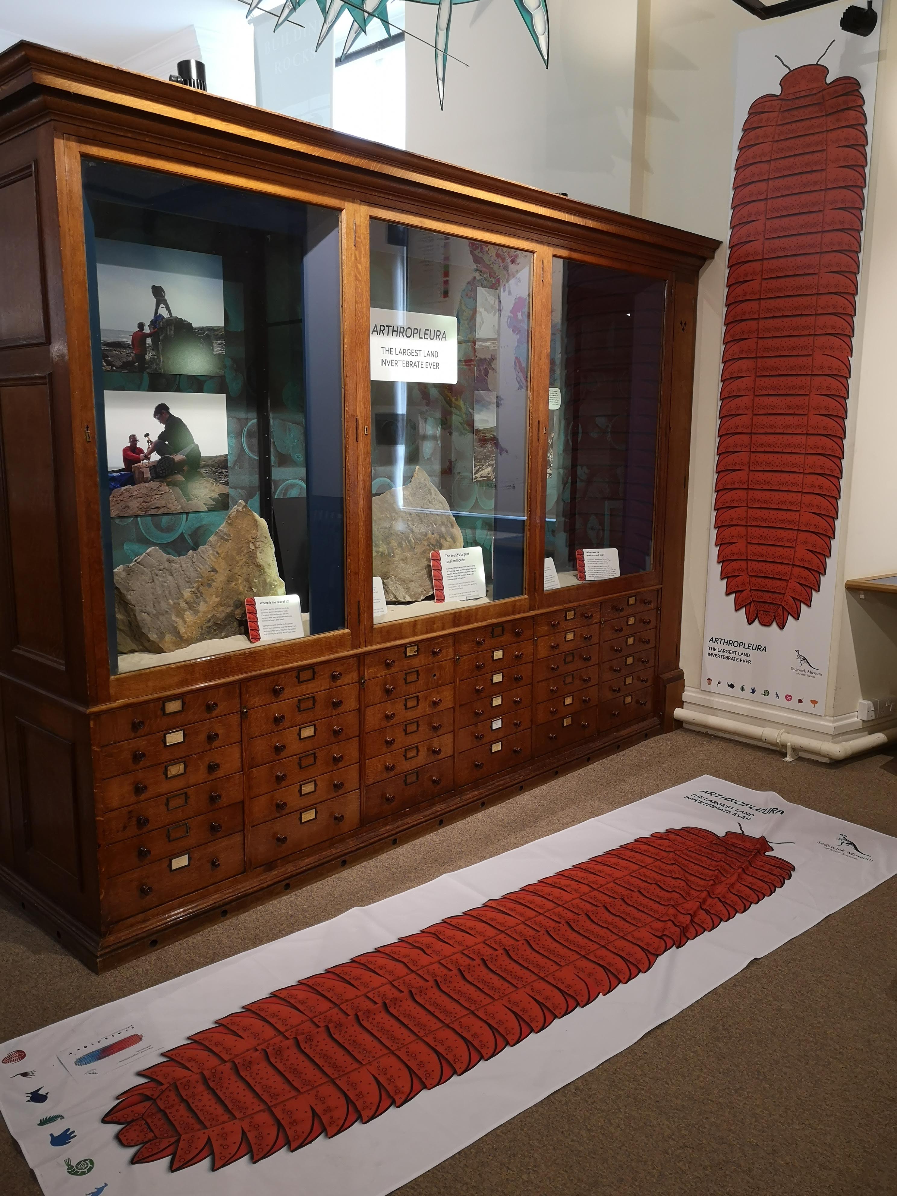 View of a wooden display cabinet in the museum containing fragments of the fossil and photographs of the scientists who discovered it. A wall hanging on the wall and floor gives a sense of the huge size of the millipede