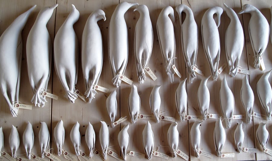 sculpture of three rows of porcelain birds, laid out like specimens with their wings folded together and tags on their legs