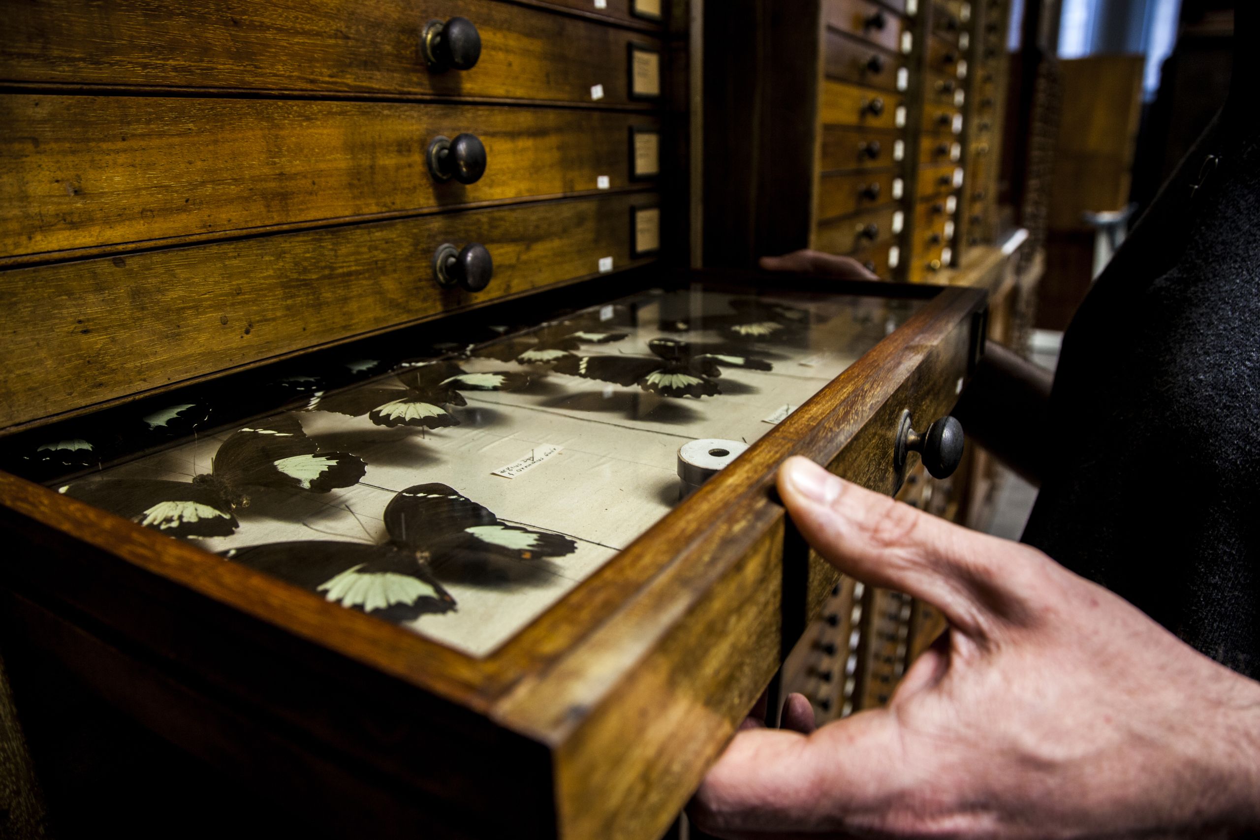 Butterflies in a drawer