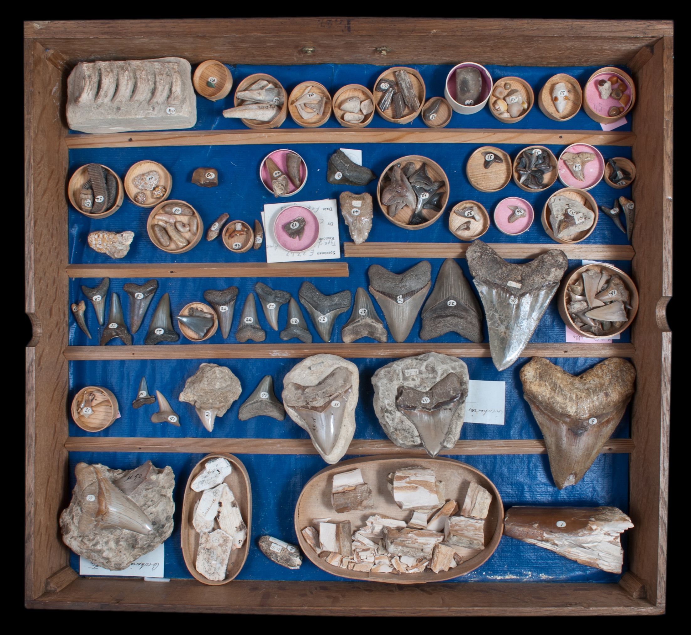 Cabinet drawer with fossils inside