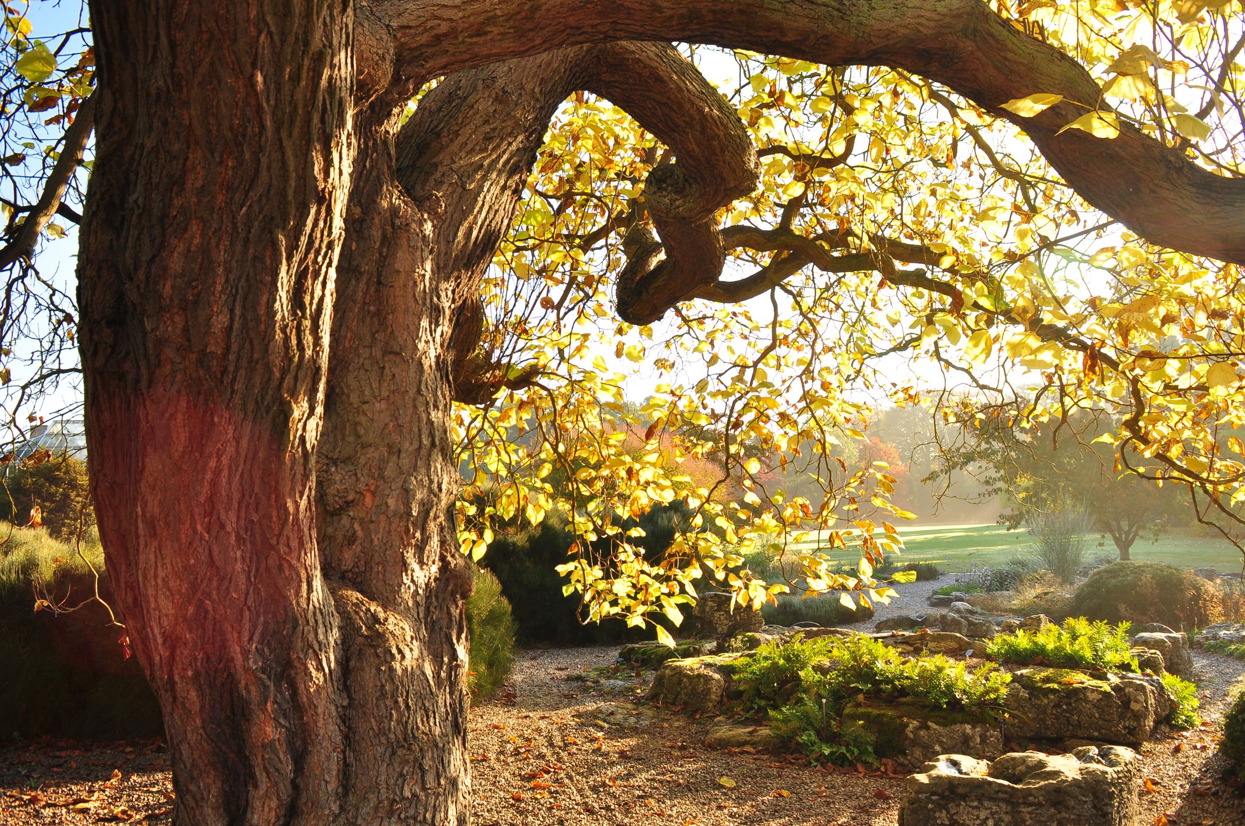 A tree at the Botanic Garden