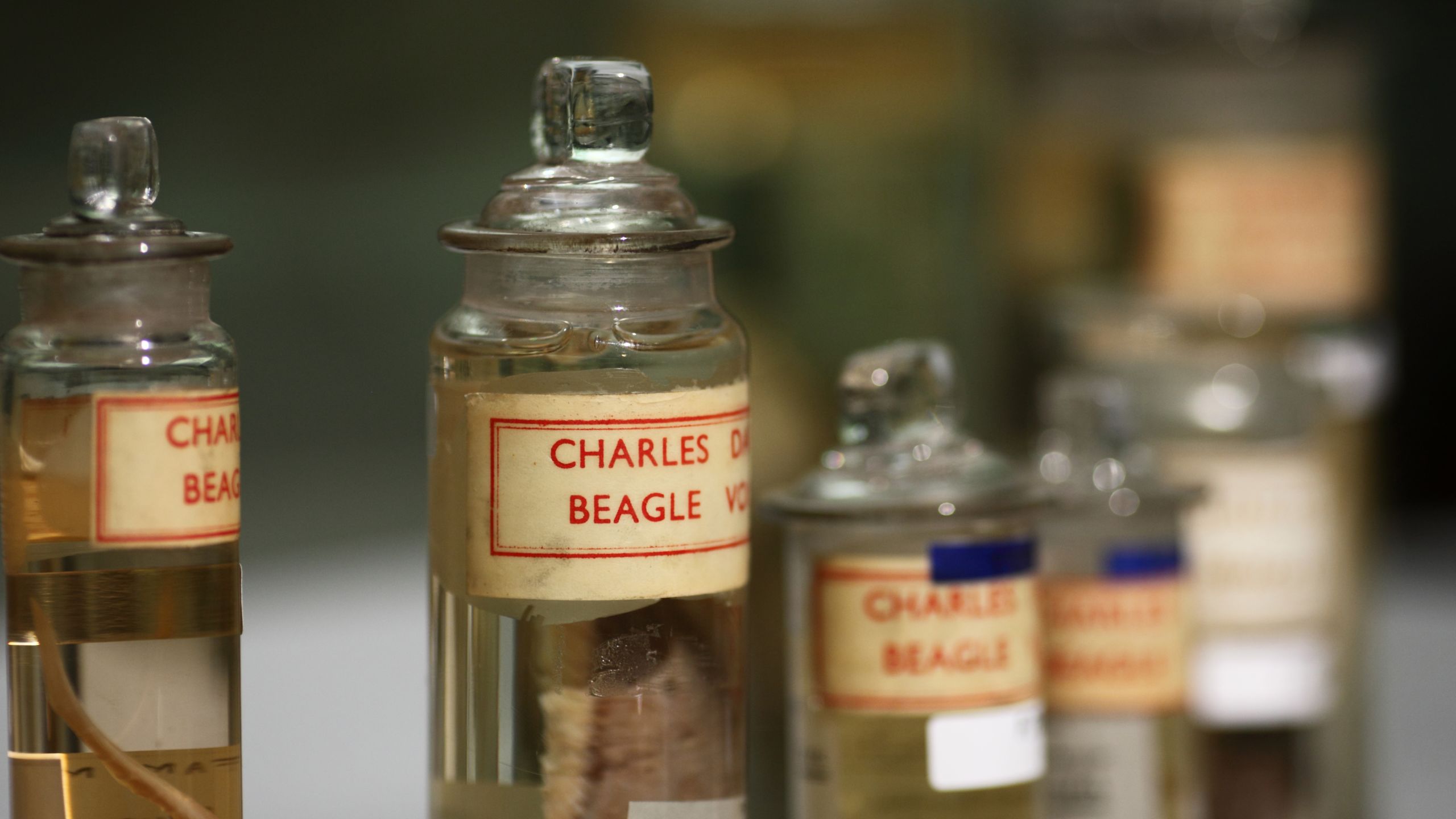 Glass jars holding Charles Darwin specimens