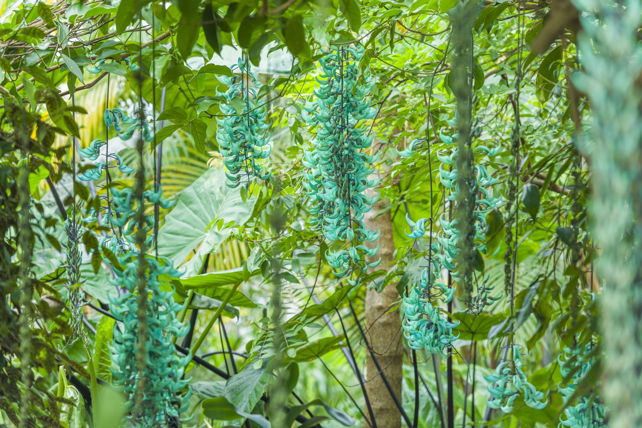 Turquoise jade vine