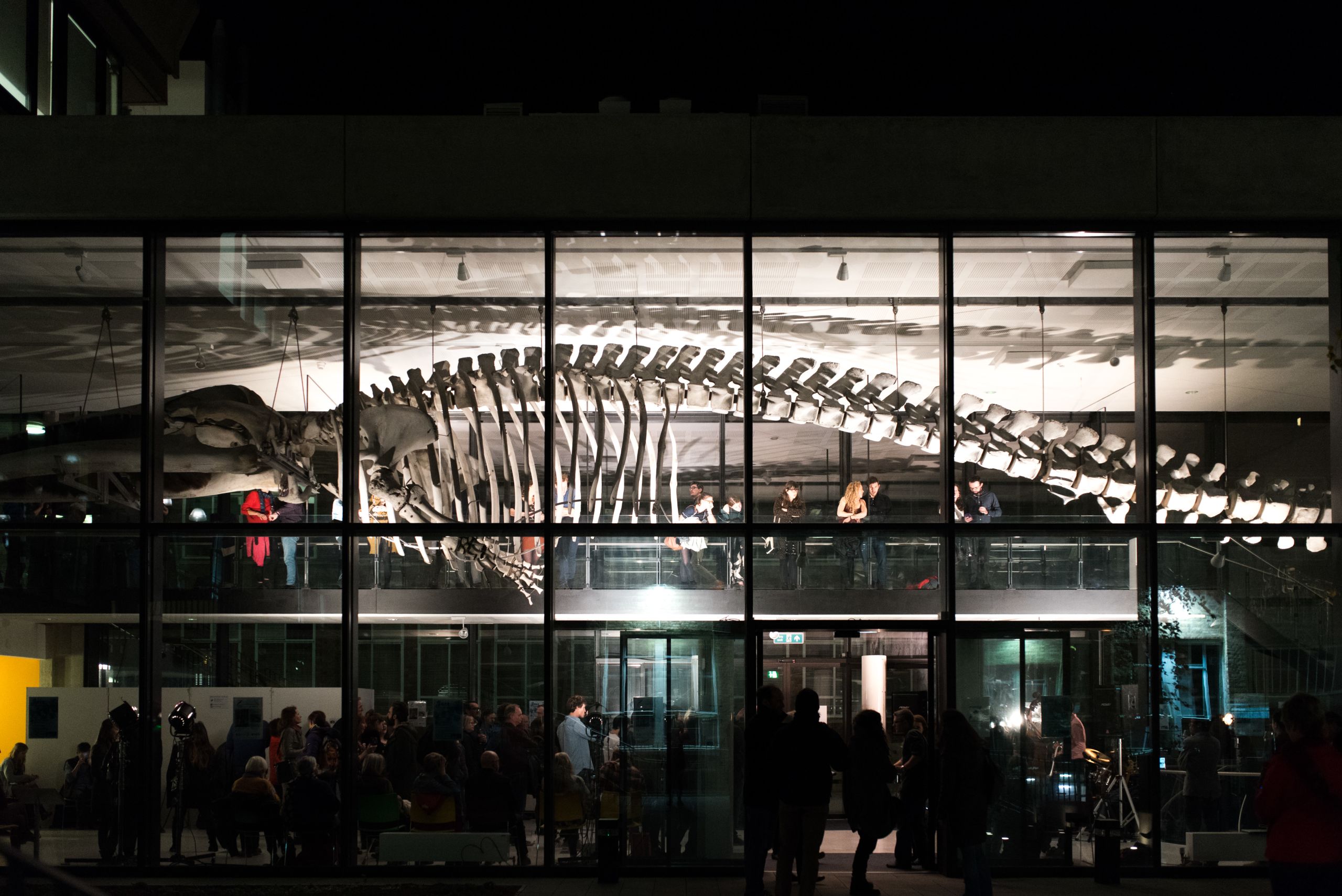 The Museum of Zoology Whale Hall