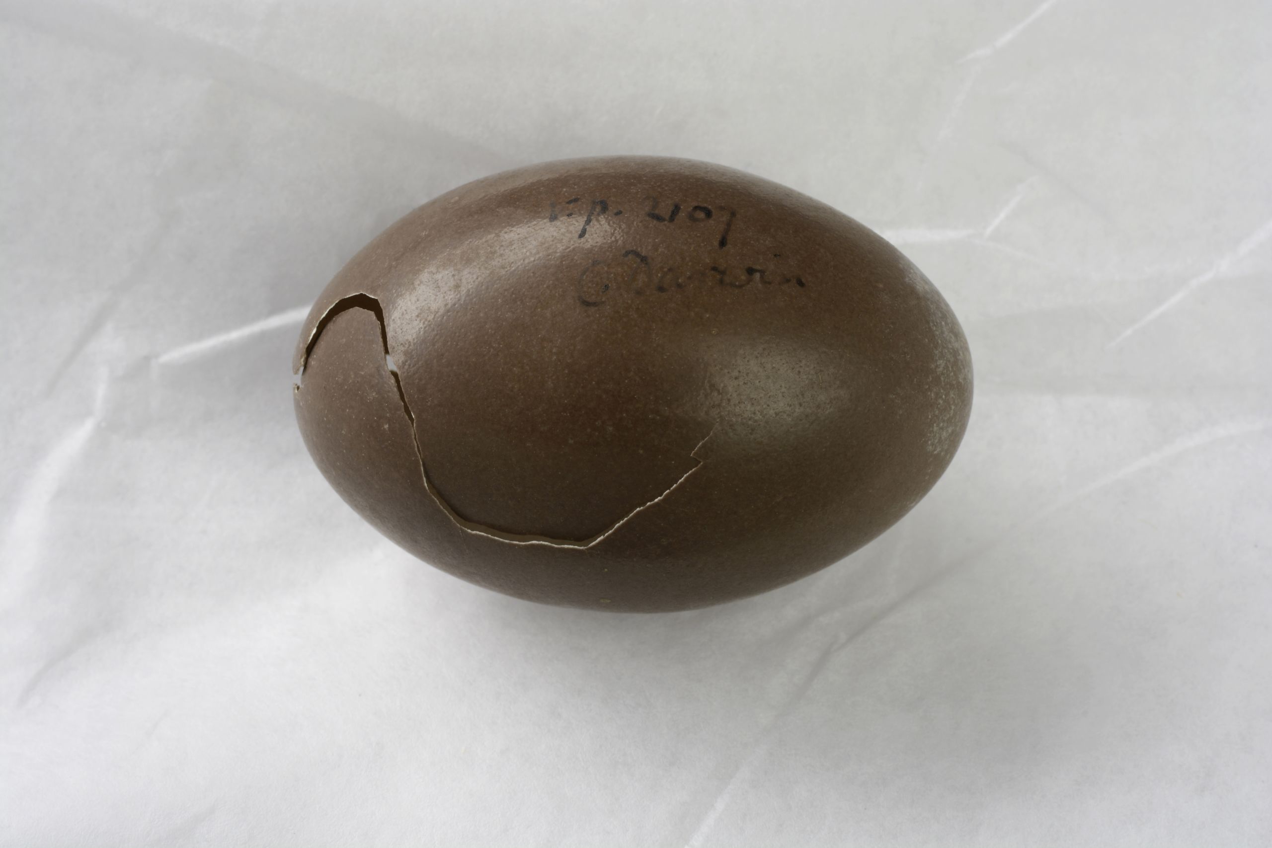 Tinamou egg with a crack