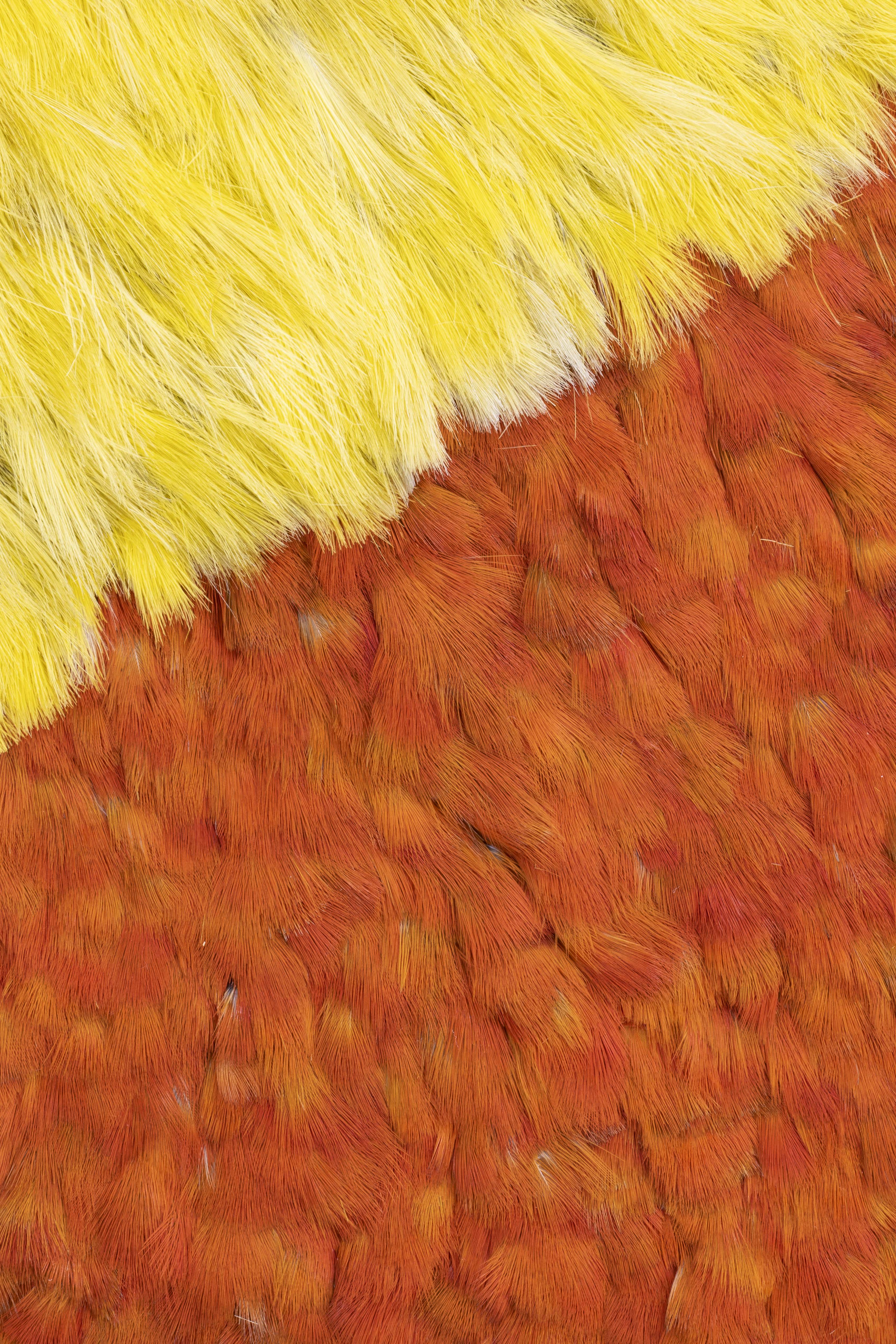 Very close up detail of the cloak, showing bright orange/red feathers laid neatly, with bright yellow feathers overlapping and taking up the top third of the image. All feathers are neatly laid and go the same direction.