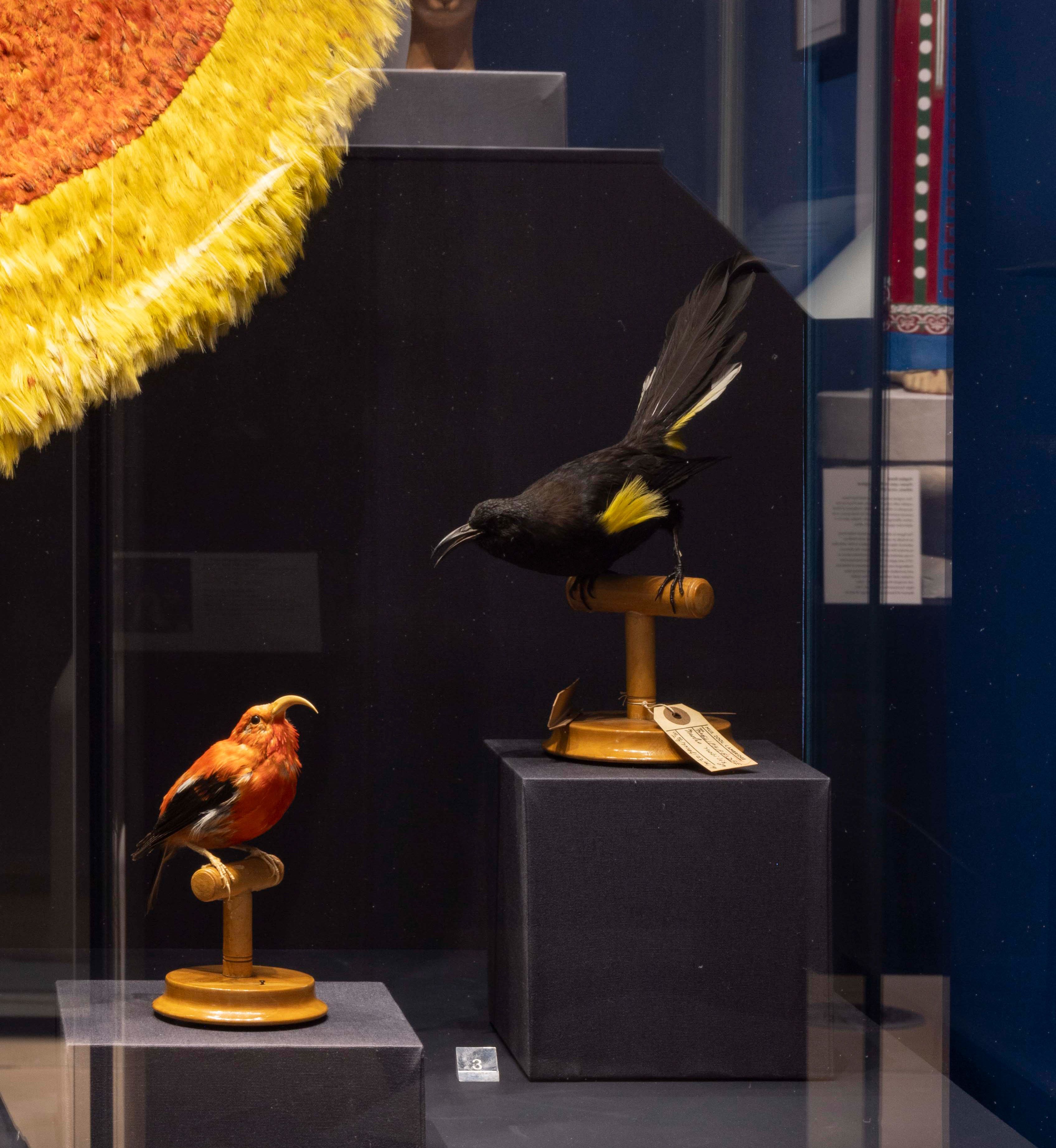 Display case showing two bird specimens, one with orange plumes, and one black with a few bright yellow feathers.