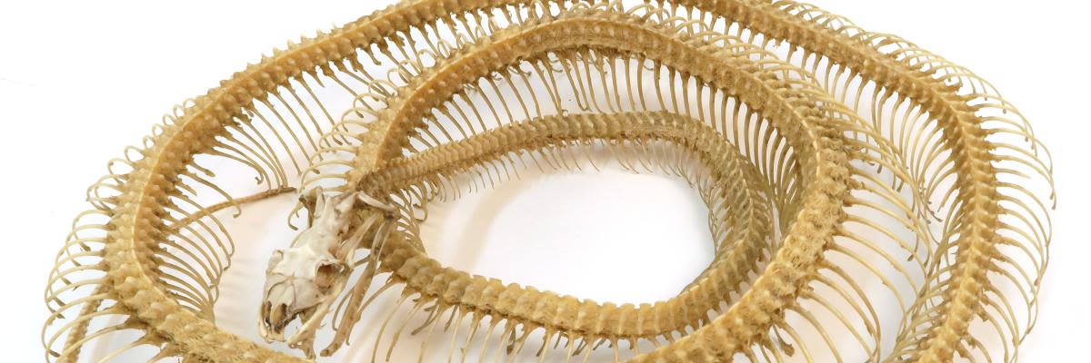 A snake skeleton.