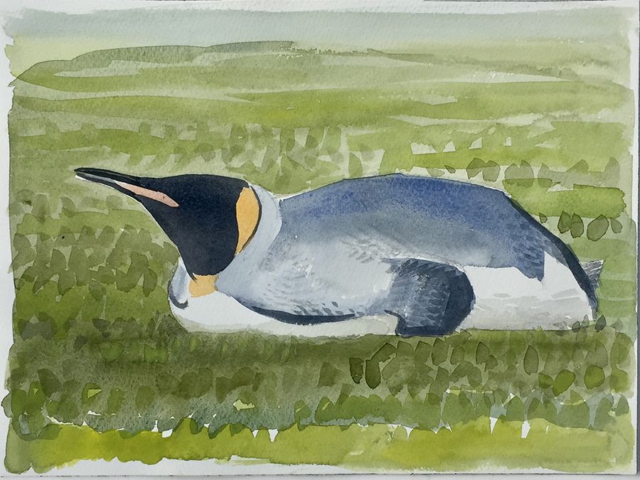 A king penguin lies on its front on some grass