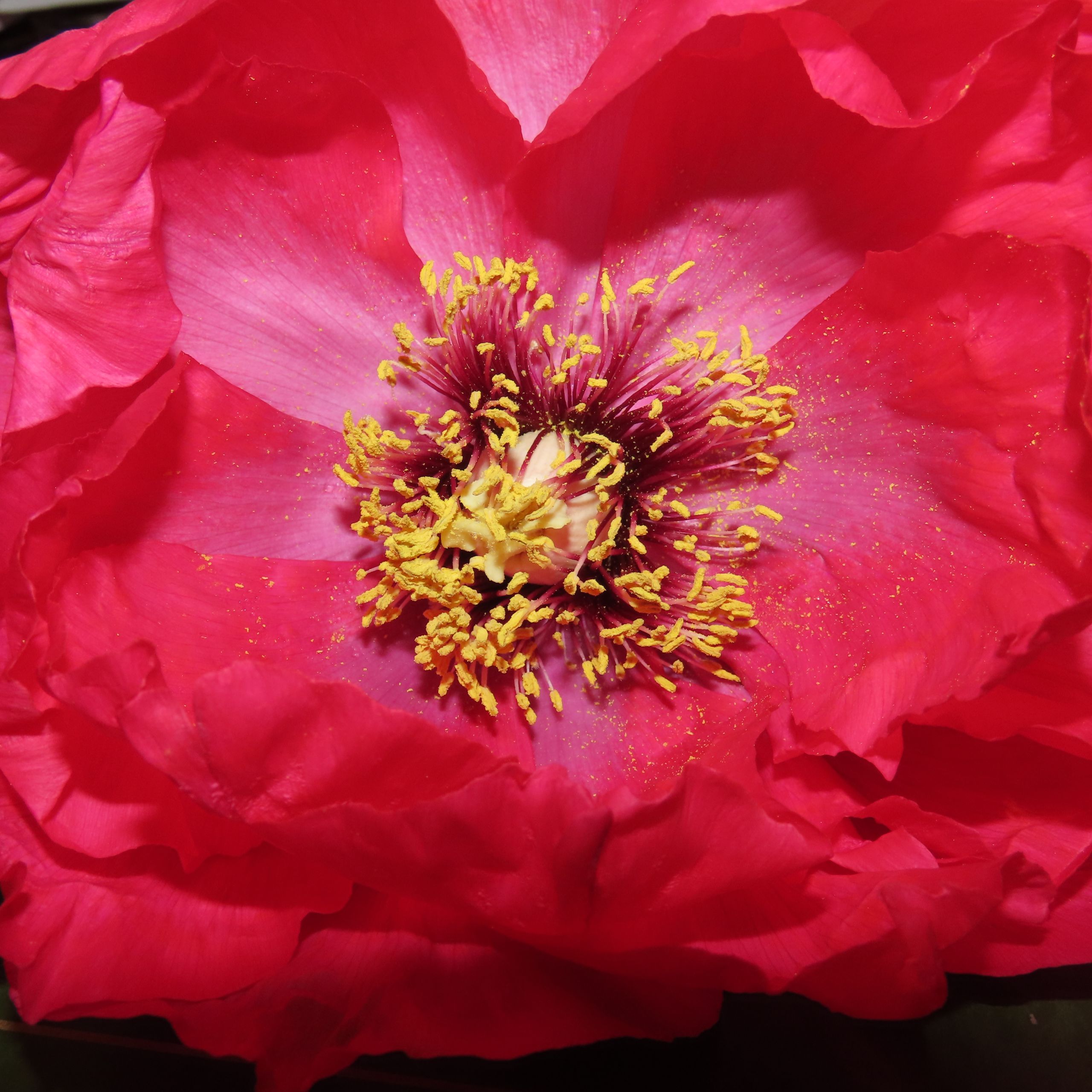 a pink peony 