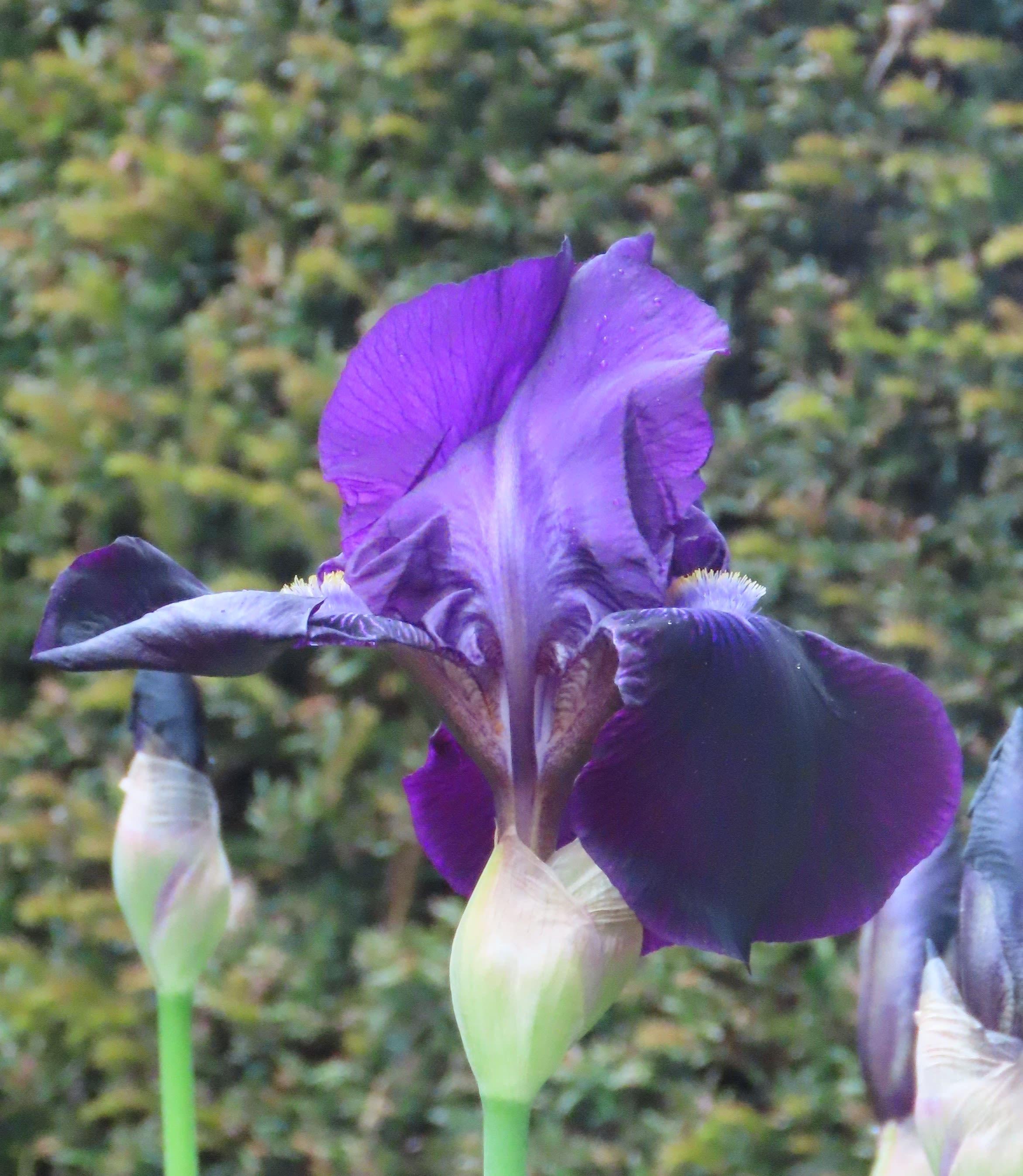 iris flower