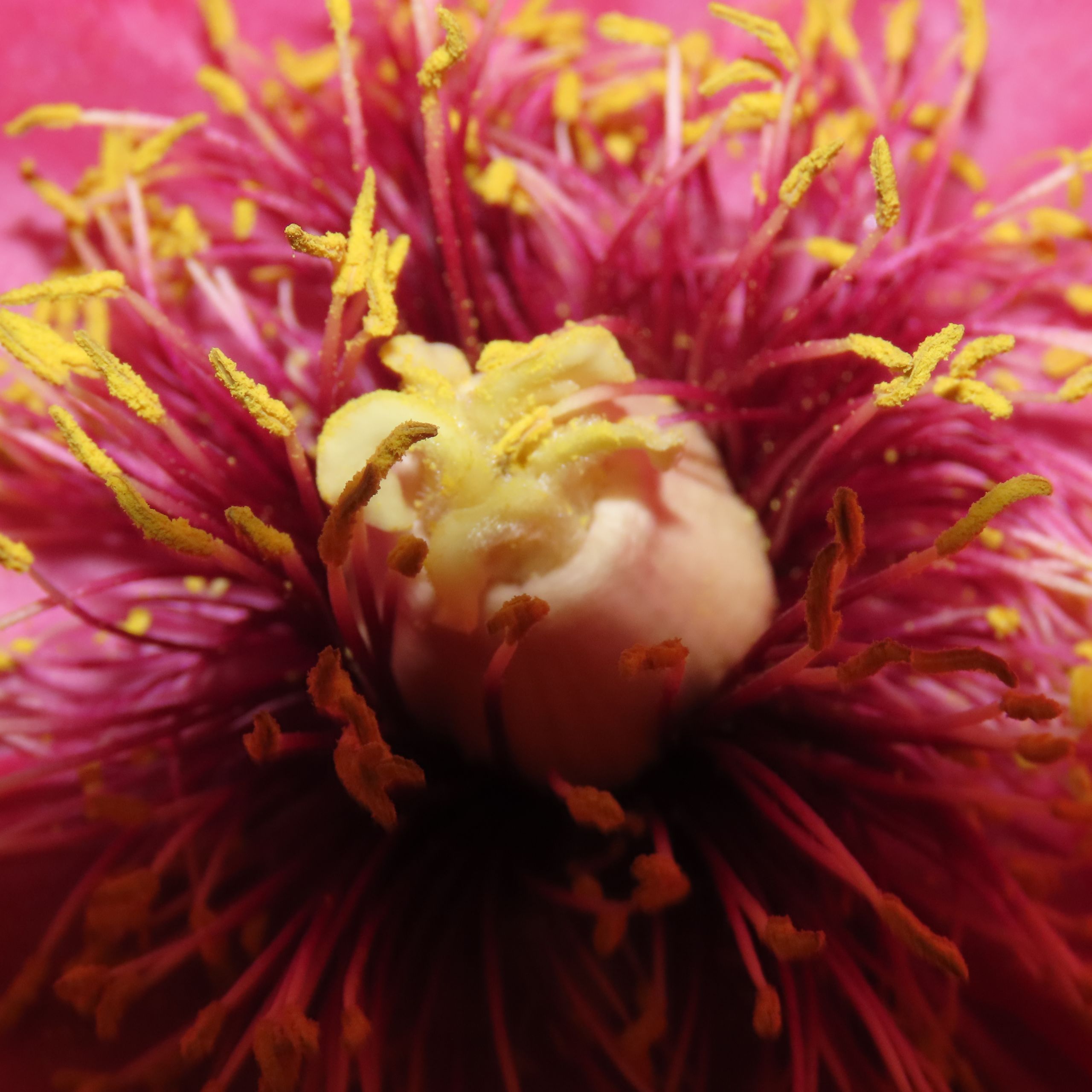 close up of the inside of a peony, 