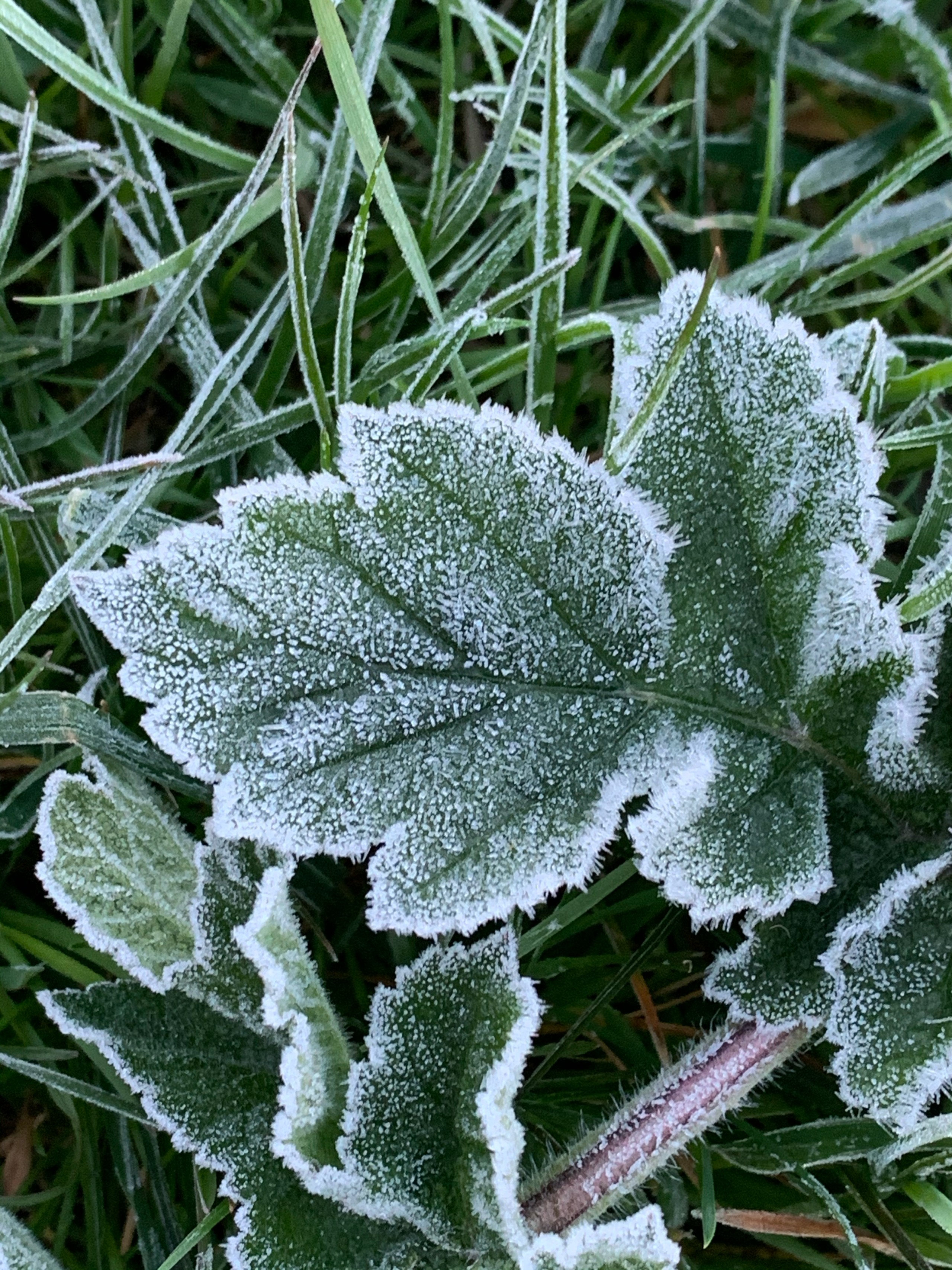 morning frost on leaves