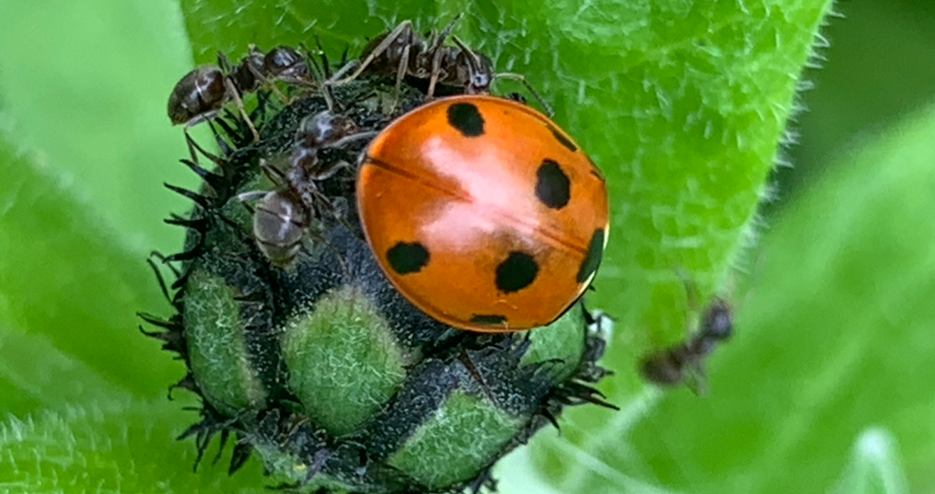 Ladybird and ants on a green blub 