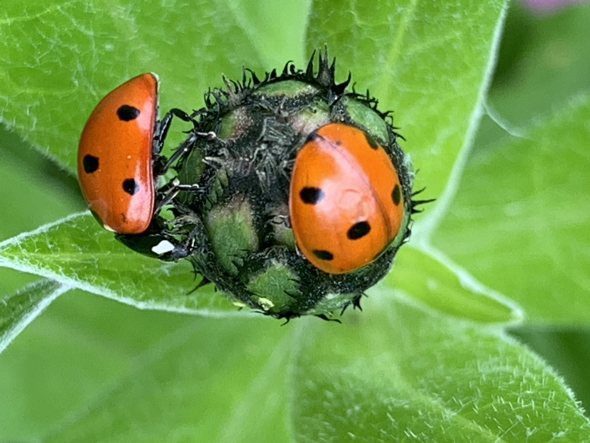 ladybirds on a green bulb