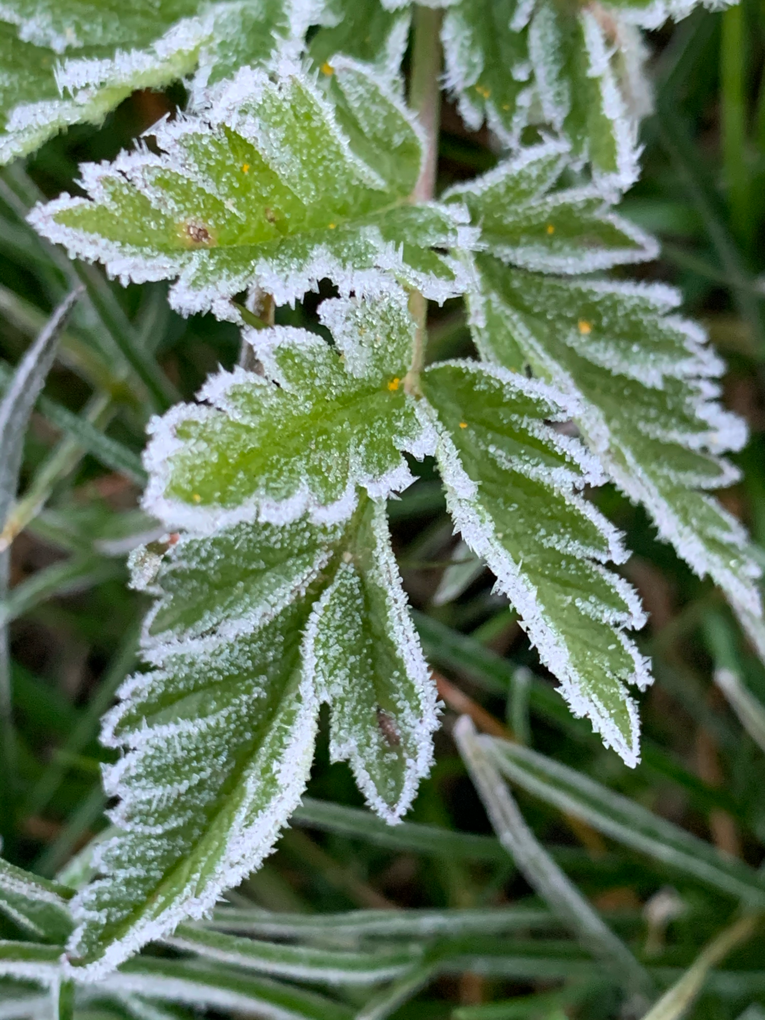 morning frost on leaves