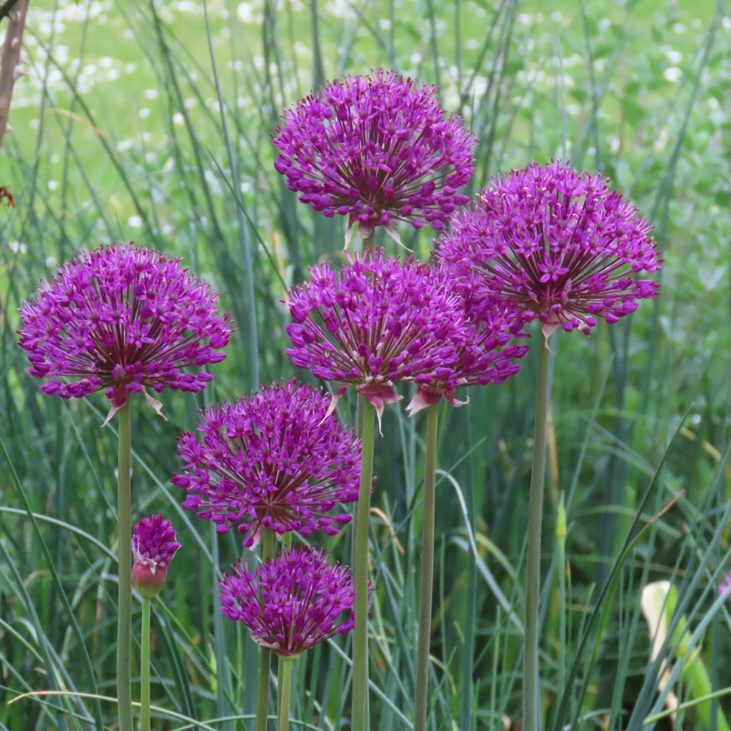 ornamental garlic blooming, purple flowers