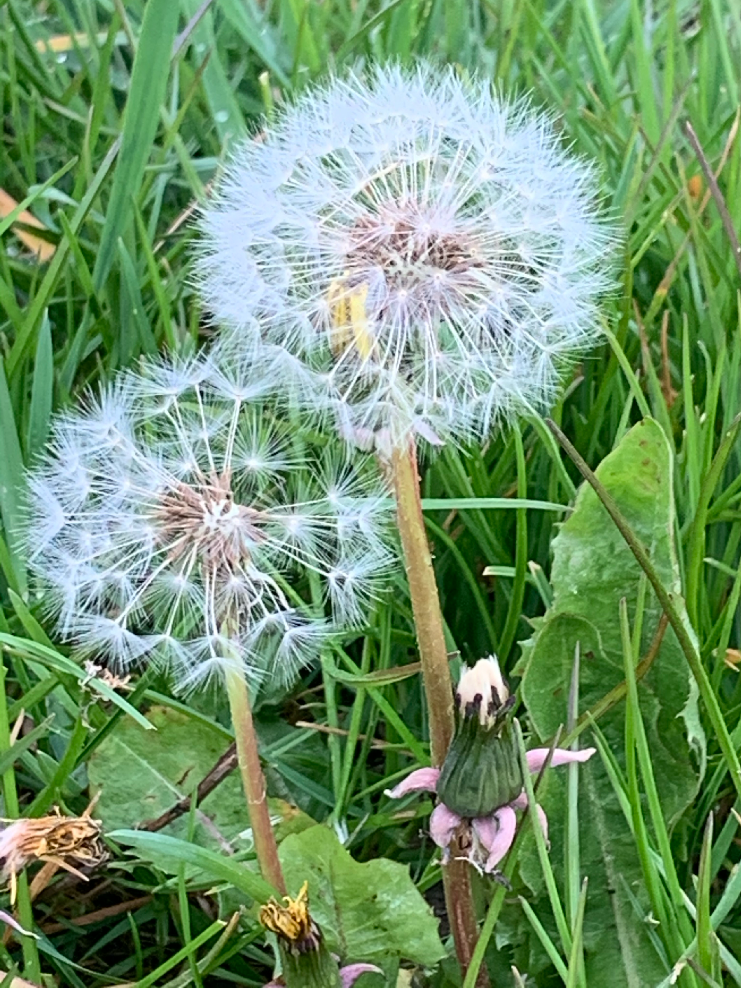 blooming dandelion seed heads