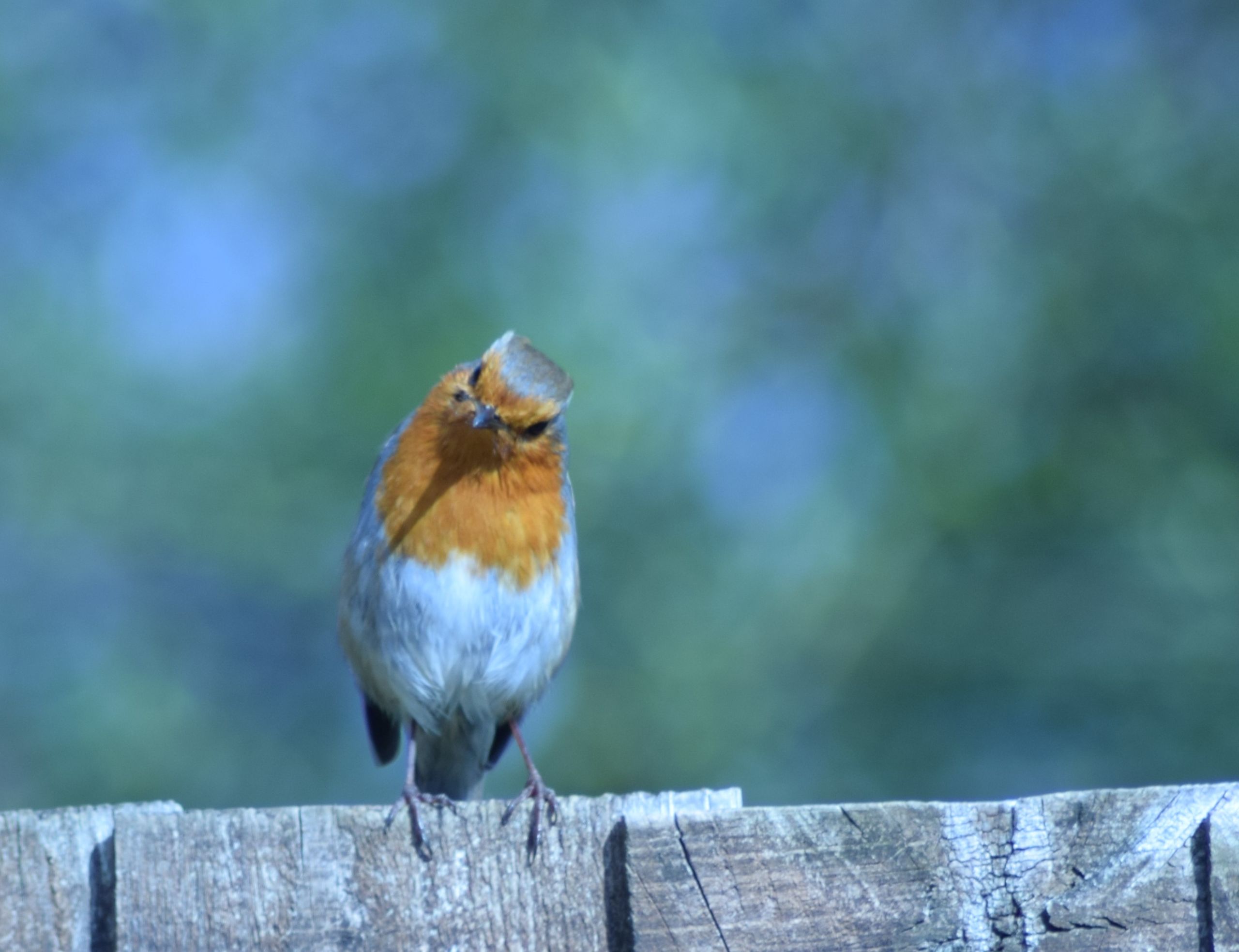 robin sitting on a fence